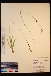 Carex fissuricola image